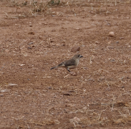 Aphelocephala leucopsis, 2026-10-23