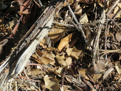 Habronattus oregonensis