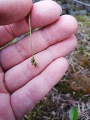 Carex concinna
