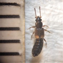 Blediotrogus guttiger