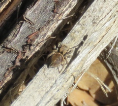 Habronattus oregonensis