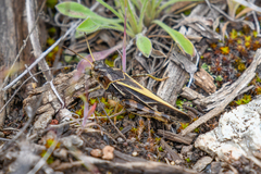 Pardalophora apiculata