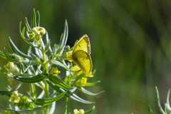 Colias philodice eriphyle