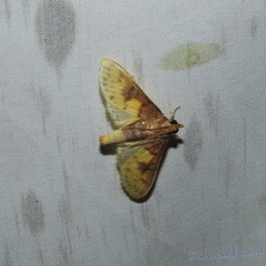 Pachynoa sabelialis