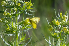 Colias philodice eriphyle