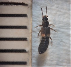 Blediotrogus guttiger