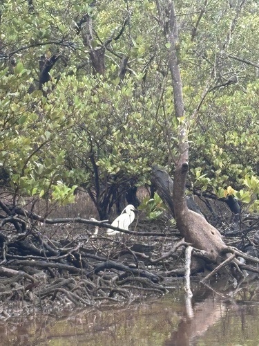 iNaturalist image