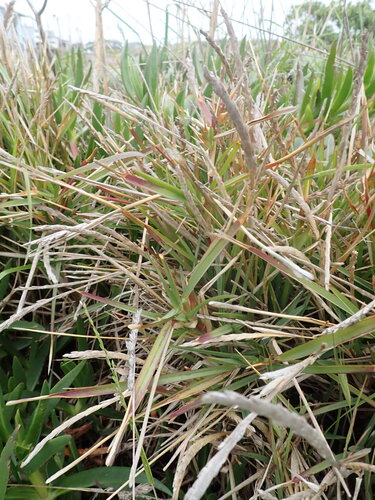 Stenotaphrum secundatum observed 2026-10-24