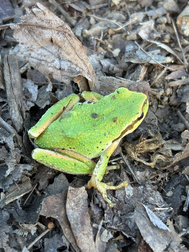 Pacific chorus frog photograph by the iNaturalist community
