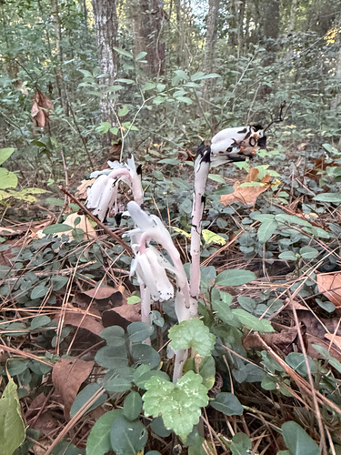 Ghost Pipe photograph by the iNaturalist community