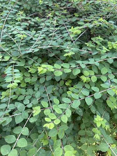 Symphoricarpos mollis observed 2026-10-23