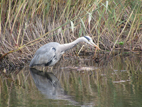 iNaturalist image
