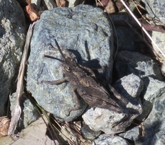 Dracotettix monstrosus