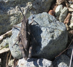 Dracotettix monstrosus