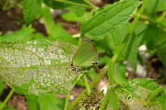 Cyanophrys herodotus