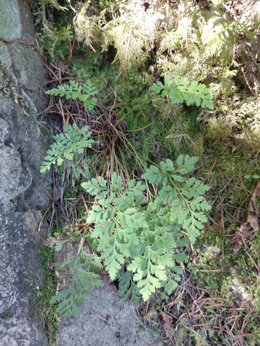 Cryptogramma stelleri, 2026-10-23