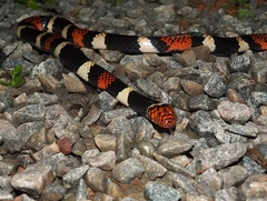 Micrurus surinamensis