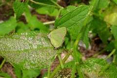 Cyanophrys herodotus