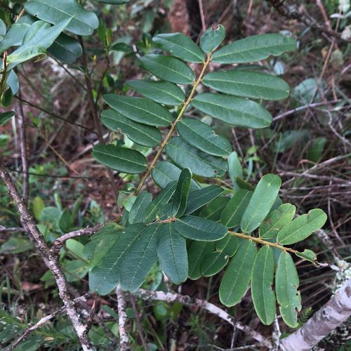 Bowdichia virgilioides observed 2026-10-23