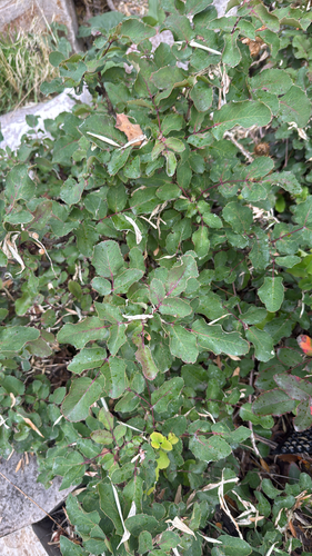 Mahonia repens, 2026-10-23