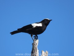 Myrmecocichla arnotti