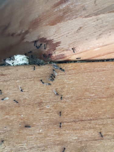 Ochetellus glaber observed 2026-10-24