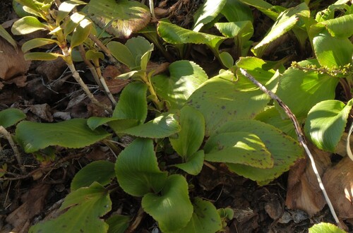 Ourisia macrocarpa observed 2026-10-20