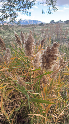 common reed photograph by the iNaturalist community