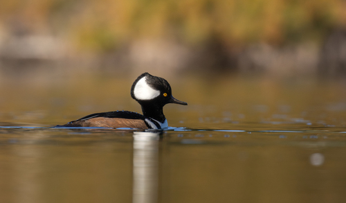 Hooded Merganser photograph by the iNaturalist community