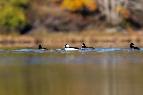 Bufflehead photograph by the iNaturalist community