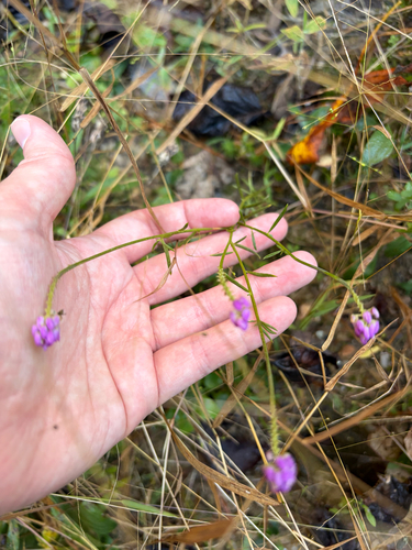 Polygala alba observed 2026-10-23
