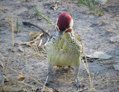 Campethera bennettii