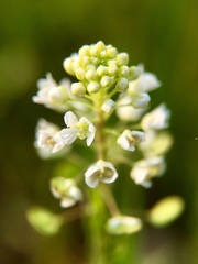 Lepidium virginicum