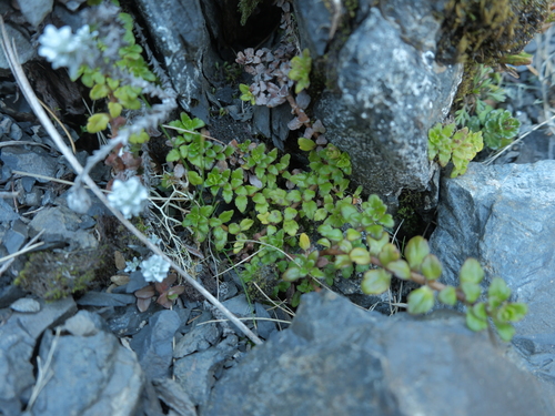 Ourisia caespitosa observed 2026-10-20