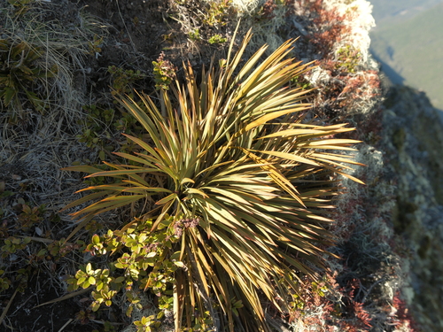 Aciphylla aurea observed 2026-10-20