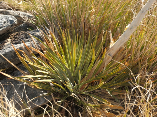 Aciphylla colensoi, 2026-10-20