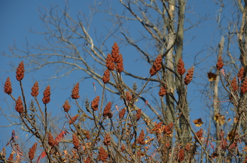 staghorn sumac photograph by the iNaturalist community