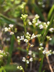 Lepidium virginicum