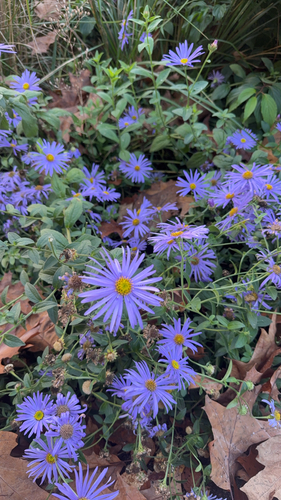 Symphyotrichum chilense observed 2026-10-23