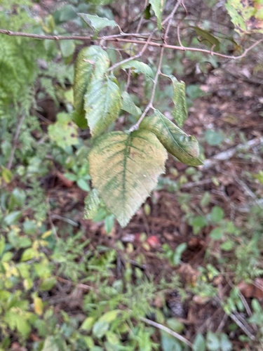 Betula nigra, 2026-10-23