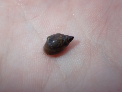Physella acuta observed 2026-10-23
