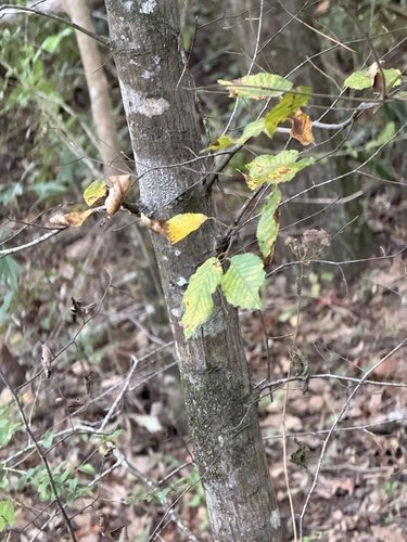 Carpinus caroliniana, 2026-10-23