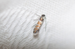 Macrosaccus morrisella