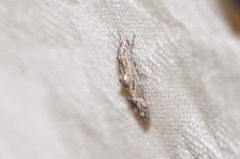 Blastodacna bicristatella