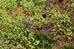 Claytonia rubra