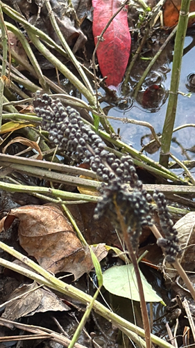 sensitive fern photograph by the iNaturalist community