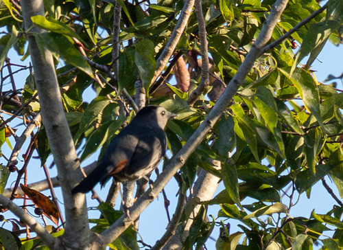 Gray Catbird photograph by the iNaturalist community