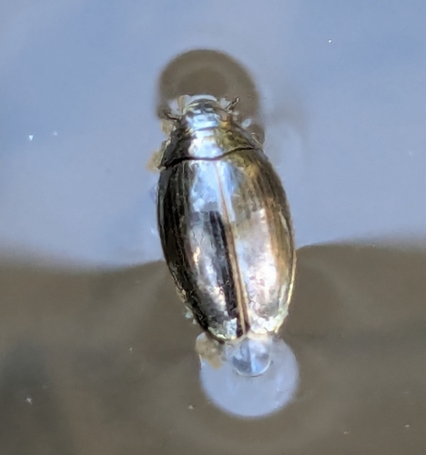 Gyrinus