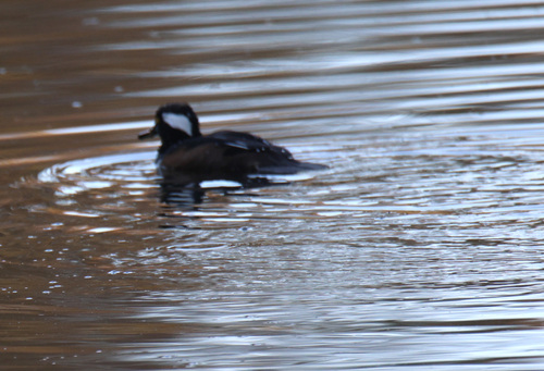 Hooded Merganser photograph by the iNaturalist community