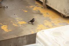 Cinclodes nigrofumosus